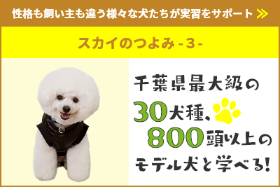 千葉県最大級の30犬種、800頭以上のモデル犬と学べる！
